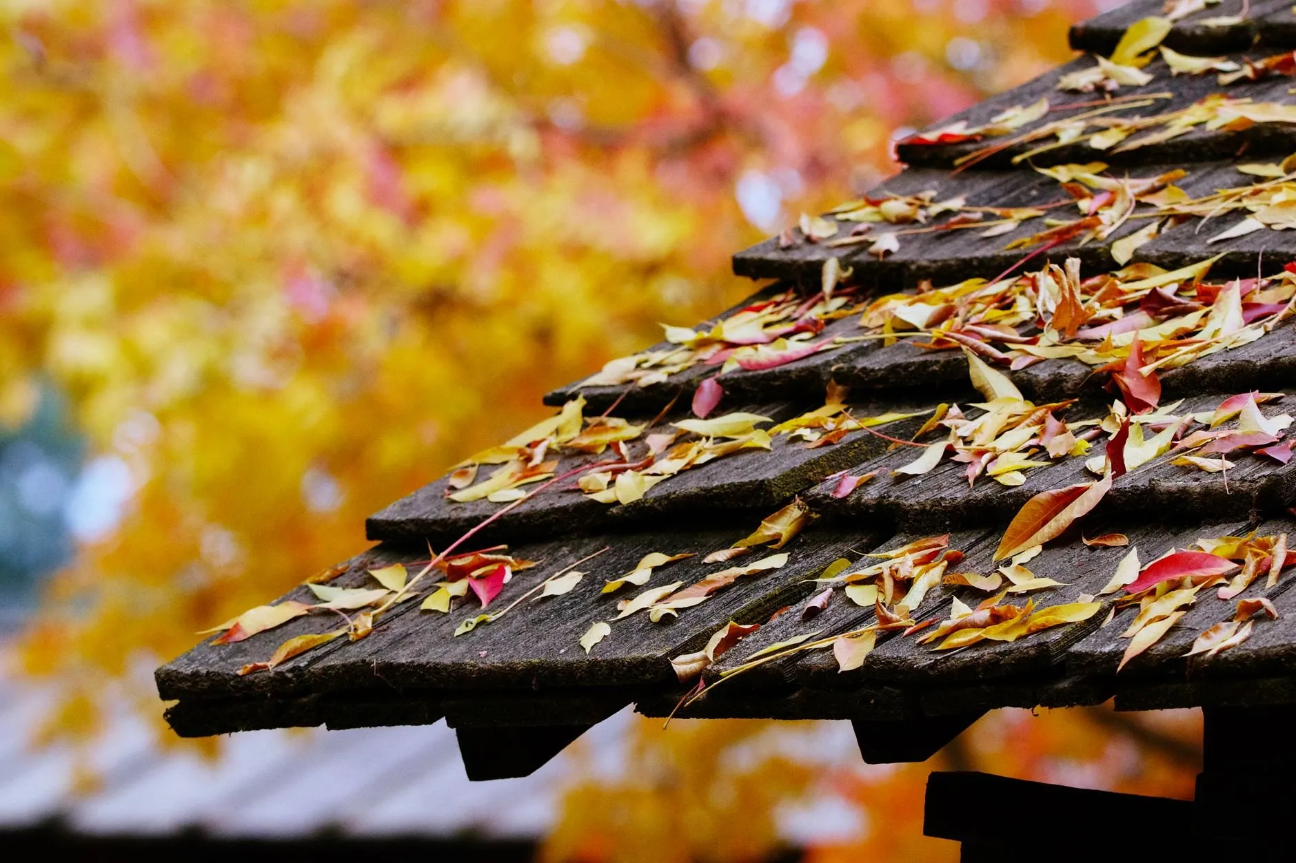 Yellow and red autumn leaves scattered across an old shingle roof edge