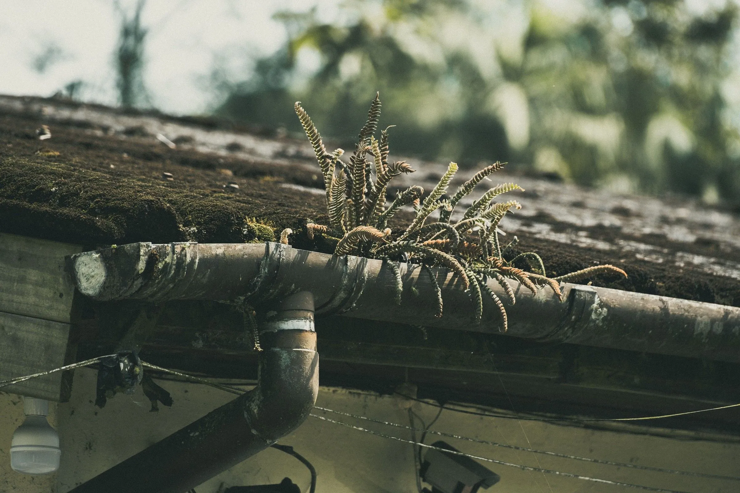 A gutter so blocked that ferns are growing out of it, below a roof covered in moss