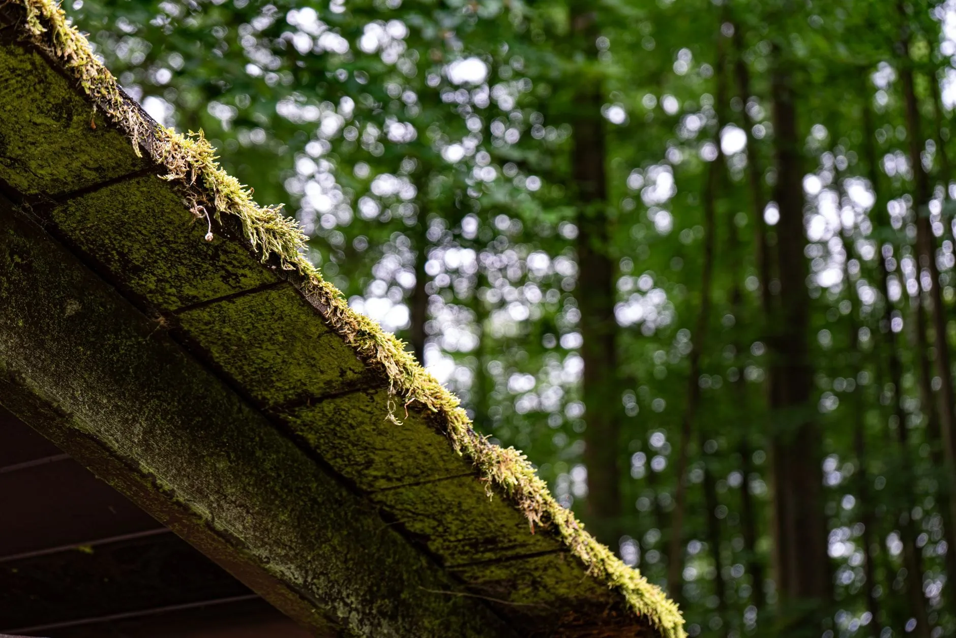 A moss-covered roof edge above a gutter, with tall trees behind