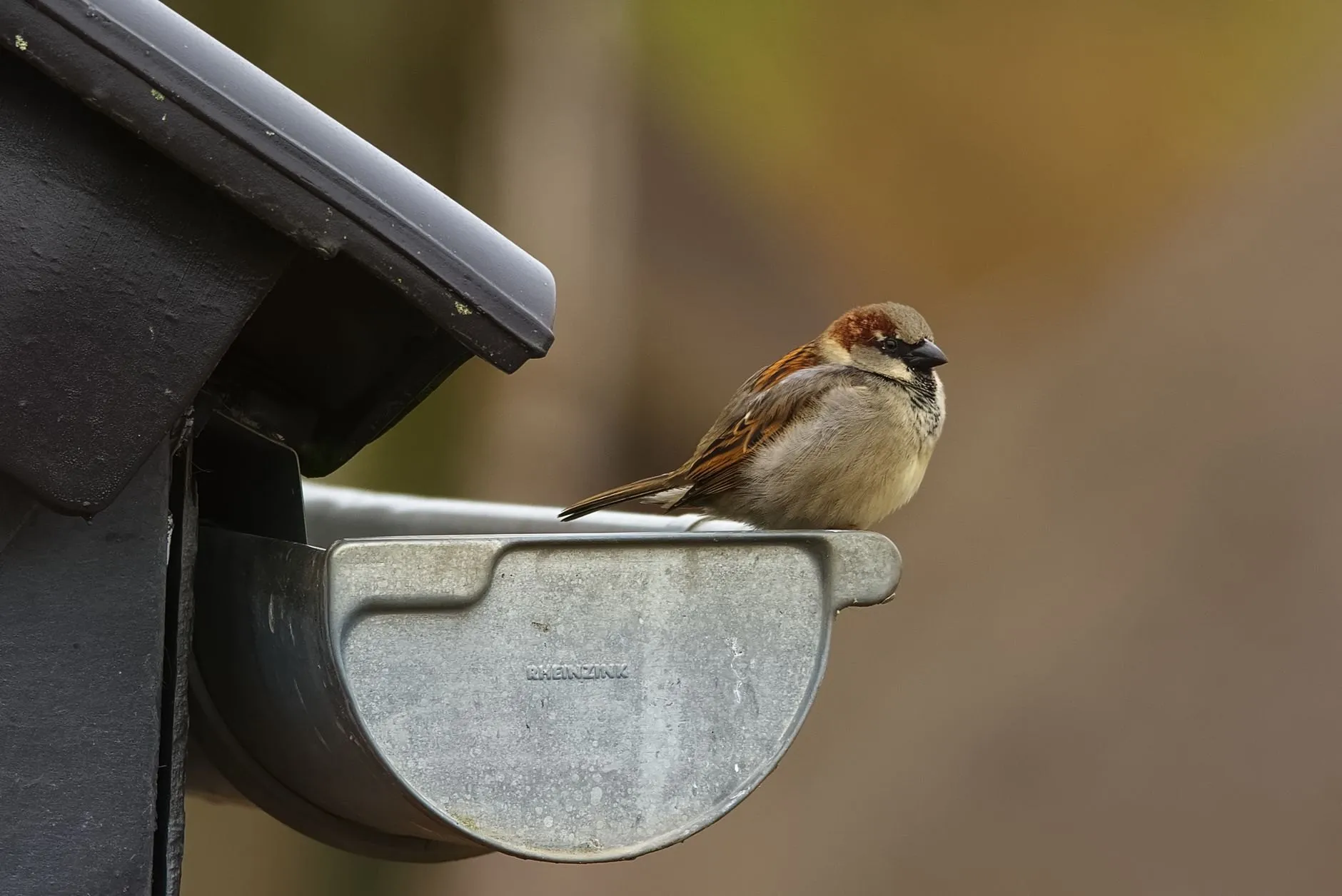 A house sparrow perched on the end of a metal gutter